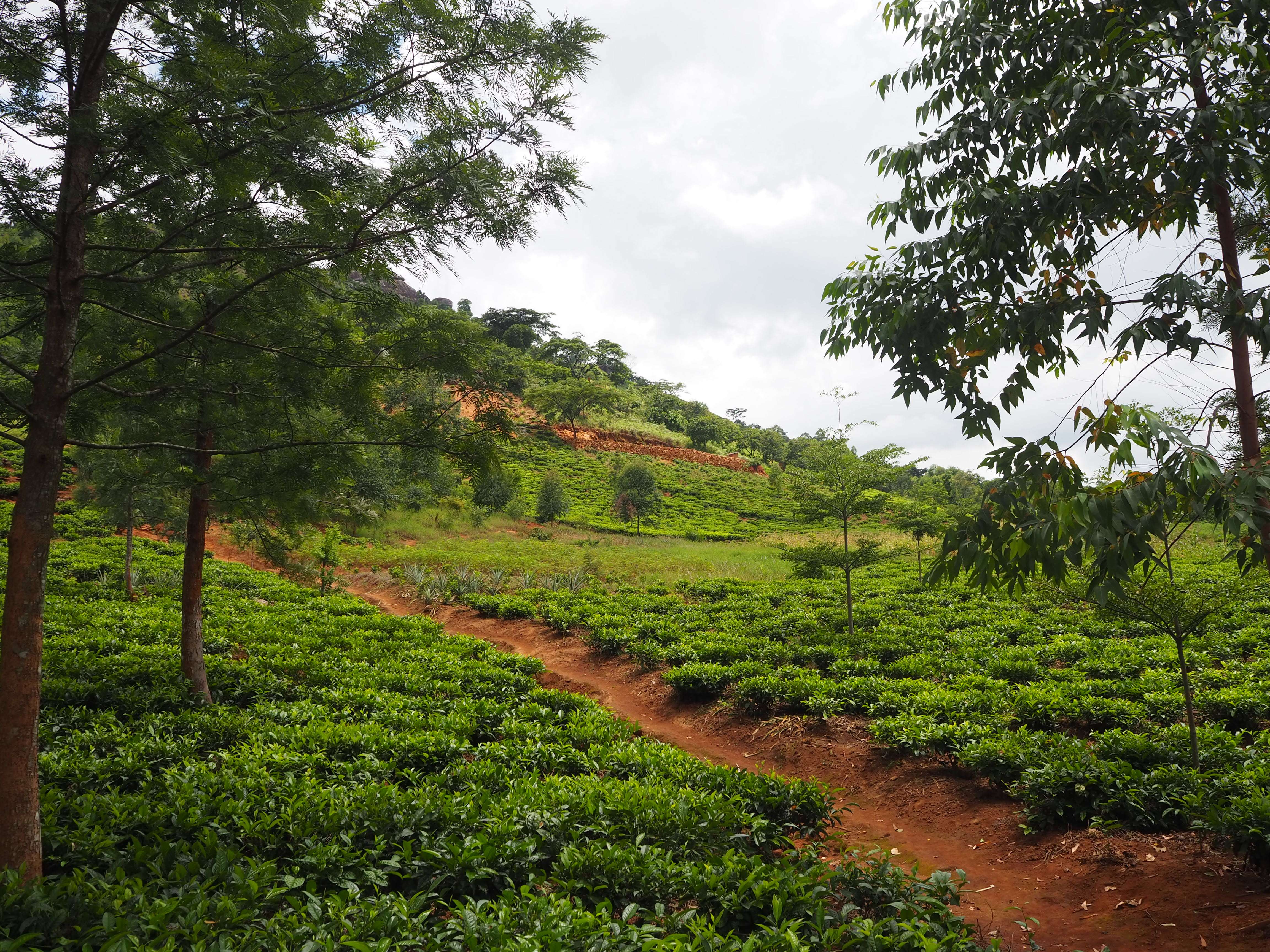 Lujeri Tea